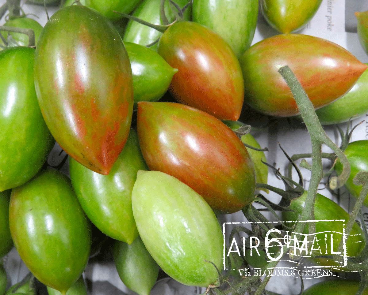 Lucky Tiger Tomato. Summer 2022. Photo by B&G