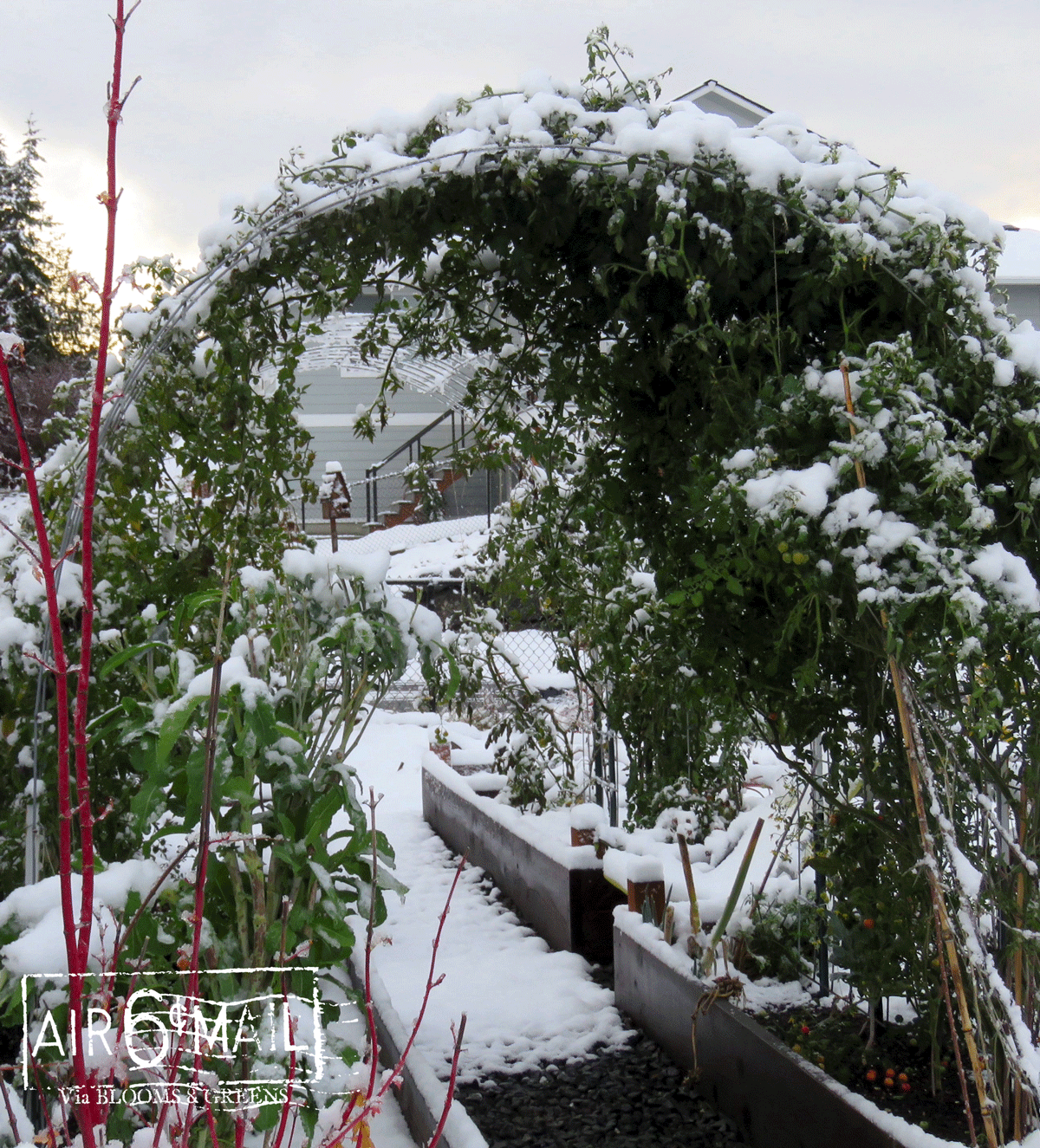 Trailing tomatoes after the first snow. Nov 8, 2022. Photo by B&G