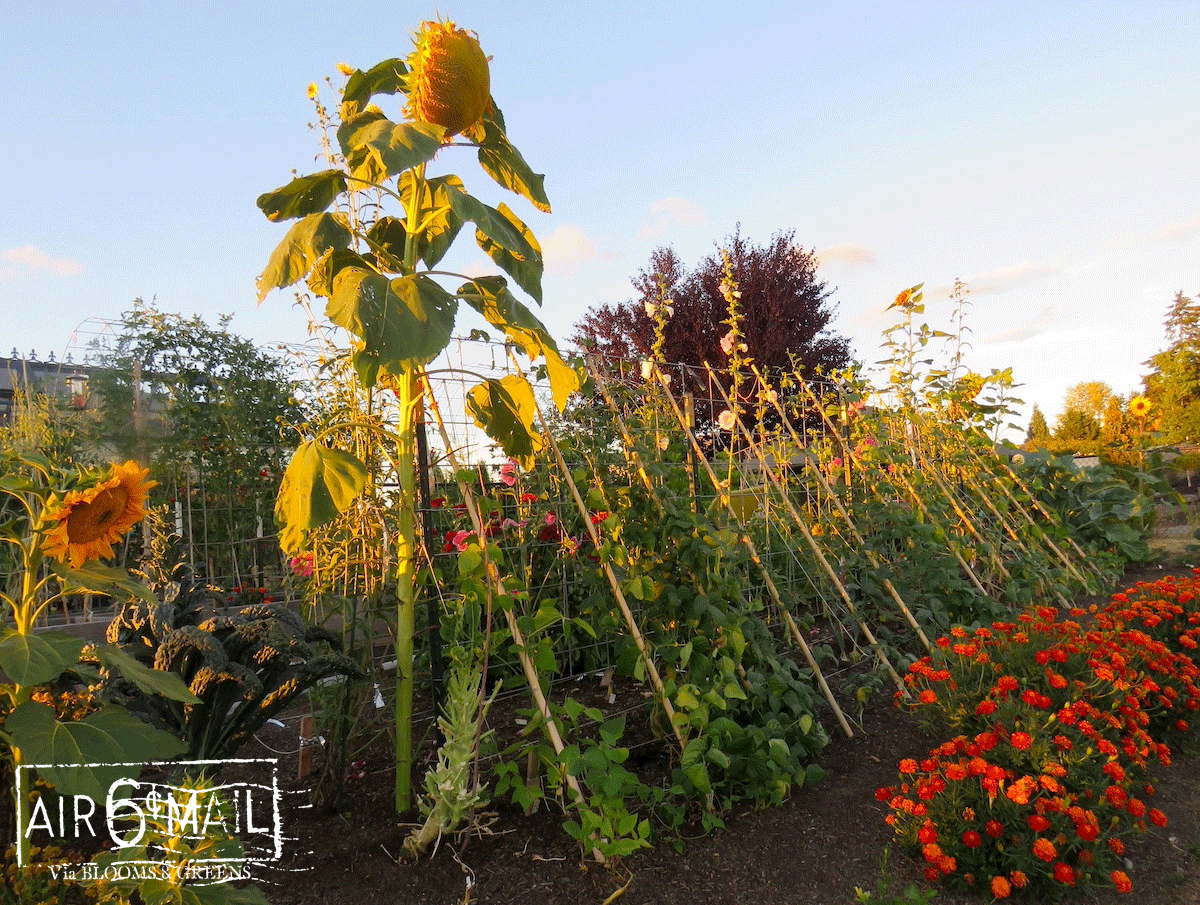 Garden in summer. 2022. Photo by B&G