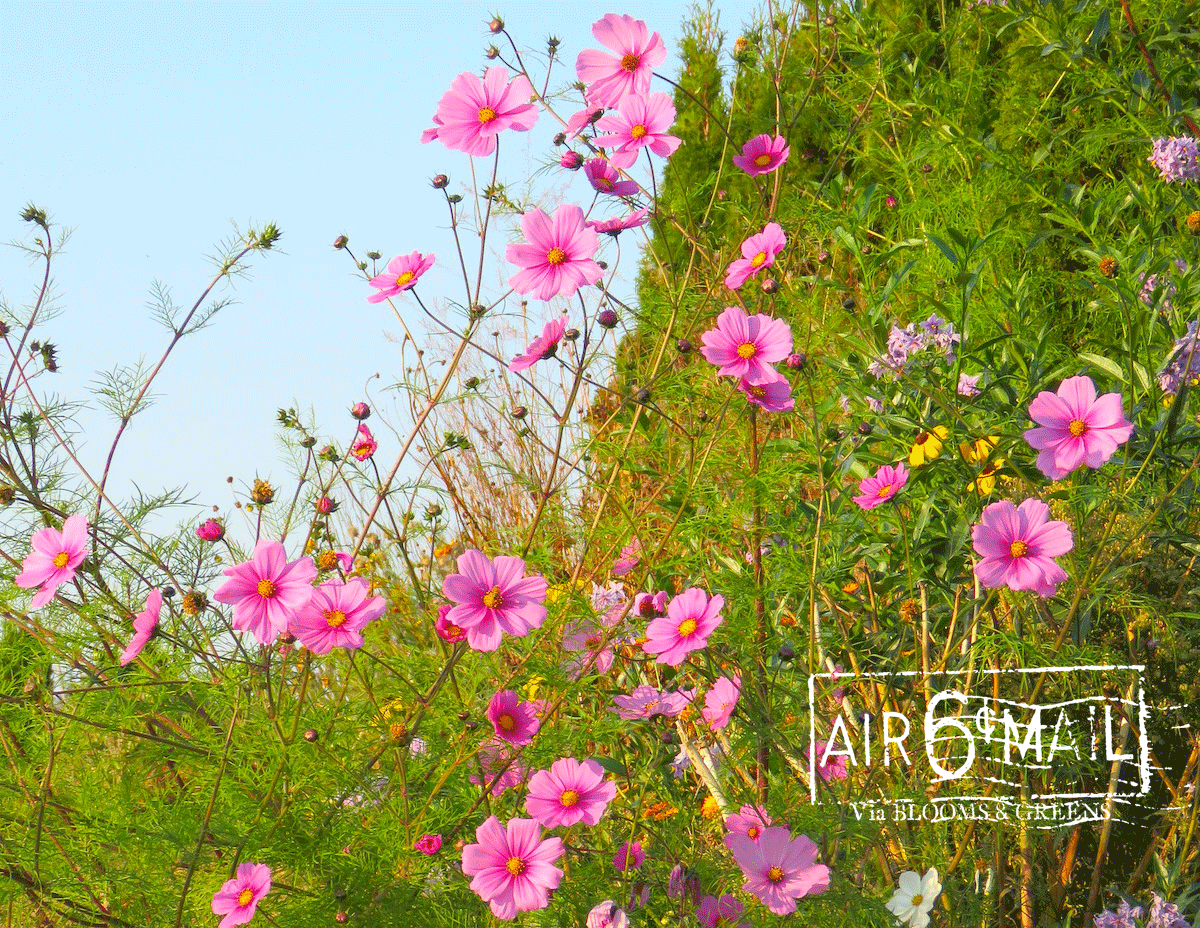 Cosmos in summer. 2022. Photo by B&G