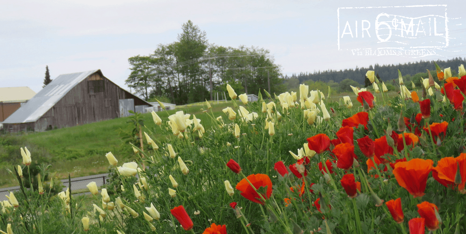 Spring Poppies. Photo by B&G.