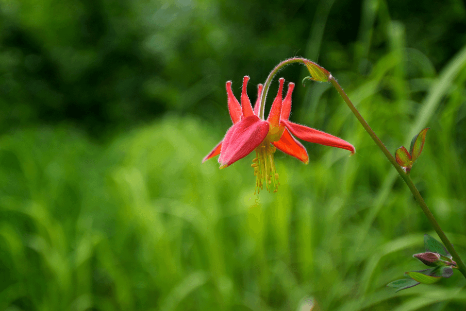 Western Columbine, Kenai Fjords National Park (via NPS/Paige Calamari)