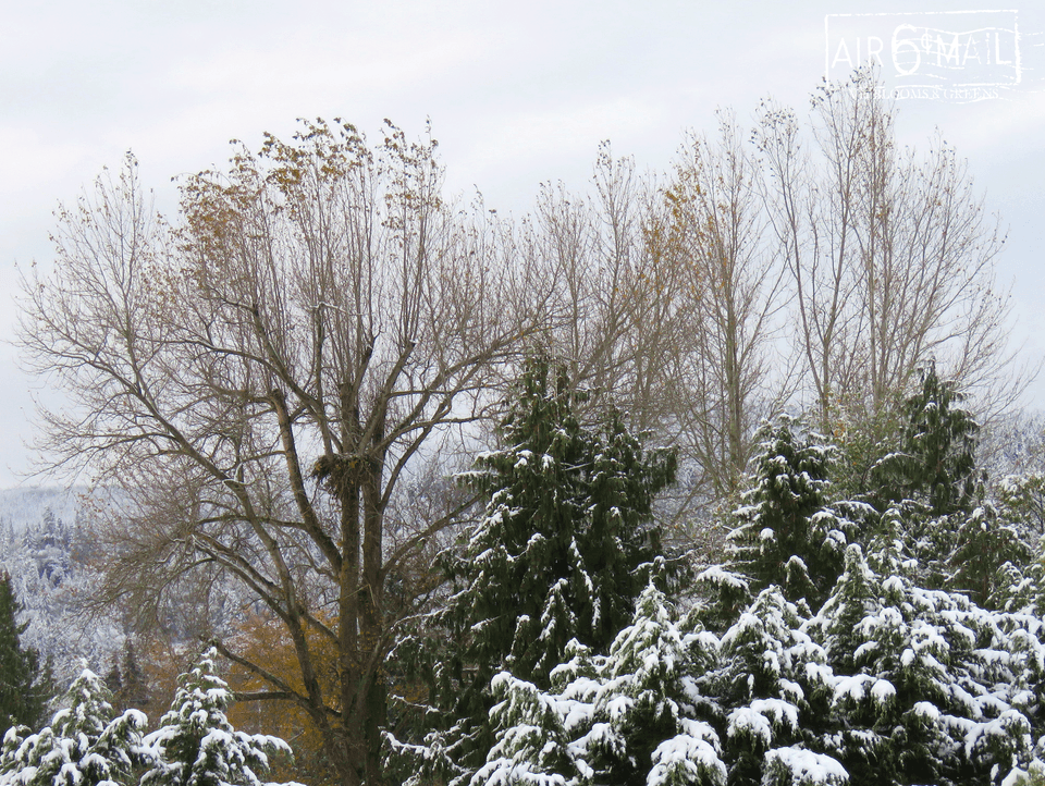 Eagle nest in the cottonwood tree during the first snow of the season. Nov 8, 2022 at 9:14 AM. Photo by B&G