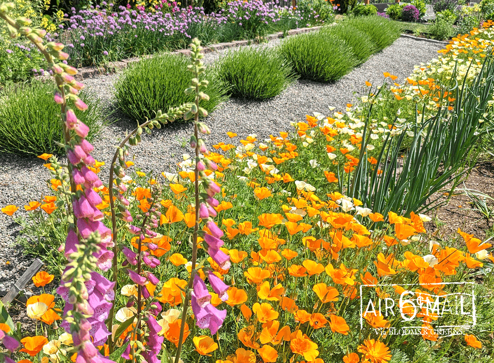 A burst of bubblegum colors in the garden, May 2023. Photo by B&G